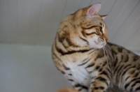 Picture of profile head shot of a Bengal male cat