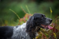 Picture of profile head shot of a black and white English Setter in a natural environment