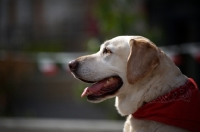 Picture of profile head shot of a yellow labrador retriever with a red bandana