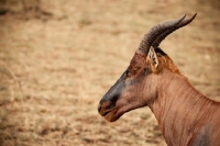 Picture of Profile of a HarteBeest in Kenya