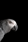 Picture of Profile of an African Grey Parrot
