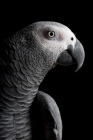 Picture of Profile of an African Grey parrot
