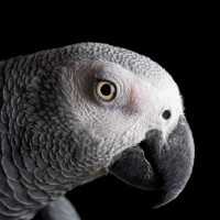 Picture of Profile of an African Grey Parrot's head