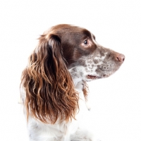 Picture of Profile of an English Springer Spaniel.