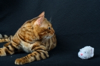 Picture of profile of Bengal cat with toy