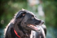 Picture of profile of black shepherd mix