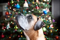 Picture of profile of boxer in front of christmas tree