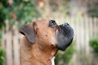 Picture of profile of boxer