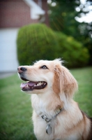 Picture of profile of corgi mix looking up into sunlight