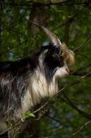 Picture of Profile of Dutch Landrace