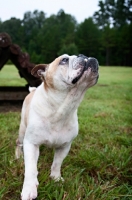 Picture of profile of english bulldog looking up