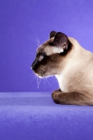 Picture of profile of seal point Siamese cat on purple backdrop