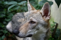 Picture of profile portrait of a five months old czechoslovakian wolfdog puppy resting under a tree