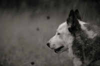 Picture of profile portrait of a karelian bear dog in a field