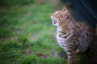 Picture of profile portrait of a male Bengal cat meowing outside