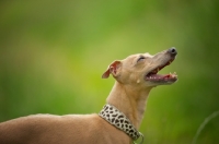 Picture of profile portrait of a red italian greyhound