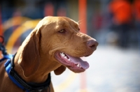 Picture of profile portrait of a shorthaired hungarian vizsla