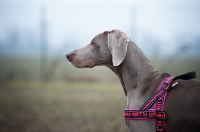 Picture of profile portrait of weimaraner wearing harness