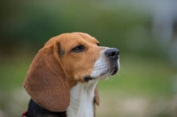 Picture of profile shot of a beagle sniffing the air