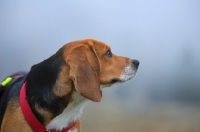 Picture of profile shot of a beagle