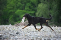 Picture of Profile shot of a Beauceron running on a river shore with bottle in mouth