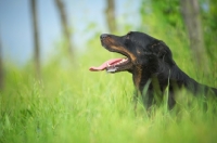 Picture of profile shot of a Beauceron with tongue out, resting in tall grass