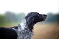 Picture of profile shot of a black and white English Setter standing in a field
