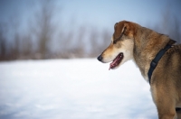 Picture of profile shot of a czechoslovakian wolfdog cross on a snow background