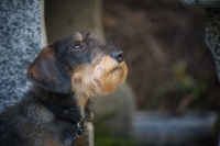 Picture of Profile shot of a Miniature Wirehaired Dachshund