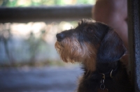 Picture of Profile shot of a Miniature Wirehaired Dachshund