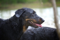 Picture of Profile shot of a wet Beauceron