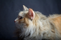 Picture of Profile shot of champion Kronangens Lucia looking towards camera, studio shot with black background