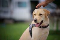 Picture of Profile shot of young yellow labrador sitting and owner patting on the head