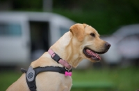 Picture of Profile shot of young yellow labrador sitting