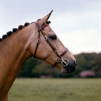Picture of prosperity of catherston, riding pony mare, dam of catherston nightsafe