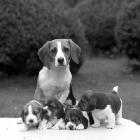 Picture of proud beagle mum, forradon bothered,  with her pups