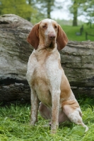 Picture of proud Bracco Italiano