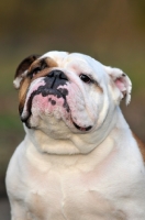 Picture of proud Bulldog