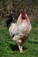 Picture of proud cockerel