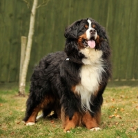 Picture of proud looking Bernese Mountain Dog