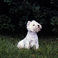 Picture of proud west highland white terrier
