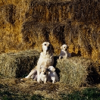 Picture of proud yellow labrador bitch, from heatherbourne, posing with her  three beautiful puppies