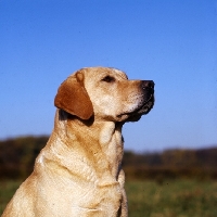 Picture of proud yellow labrador, head study