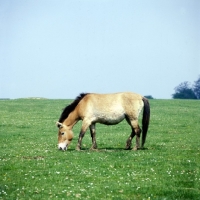 Picture of przewalski horse grazing