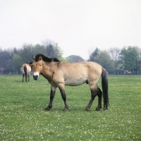 Picture of przewalski's horse at whipsnade looking handsome