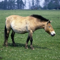 Picture of przewalski's horse at whipsnade on a quest