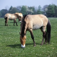 Picture of przewalski's horse at whipsnade with mealy muzzle grazing