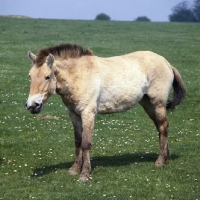 Picture of przewalski's horse at whipsnade with muddy feet and primitive style mane
