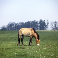 Picture of przewalski's horse at whipsnade grazing happily