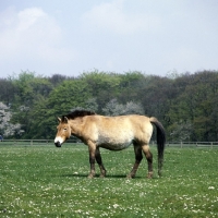 Picture of przewalski's horse at whipsnade standing with tail lifted